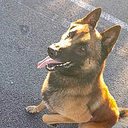 Rex a rejoint le concours — aidez-le/la à gagner de superbes lots ! dog, german_shepherd, canine, pet, animal, outdoor, sunlight, tongue_out, sitting, asphalt, ears_up, happy, playful, fur, mammal, companion, friendly, looking_up, daylight, shadow