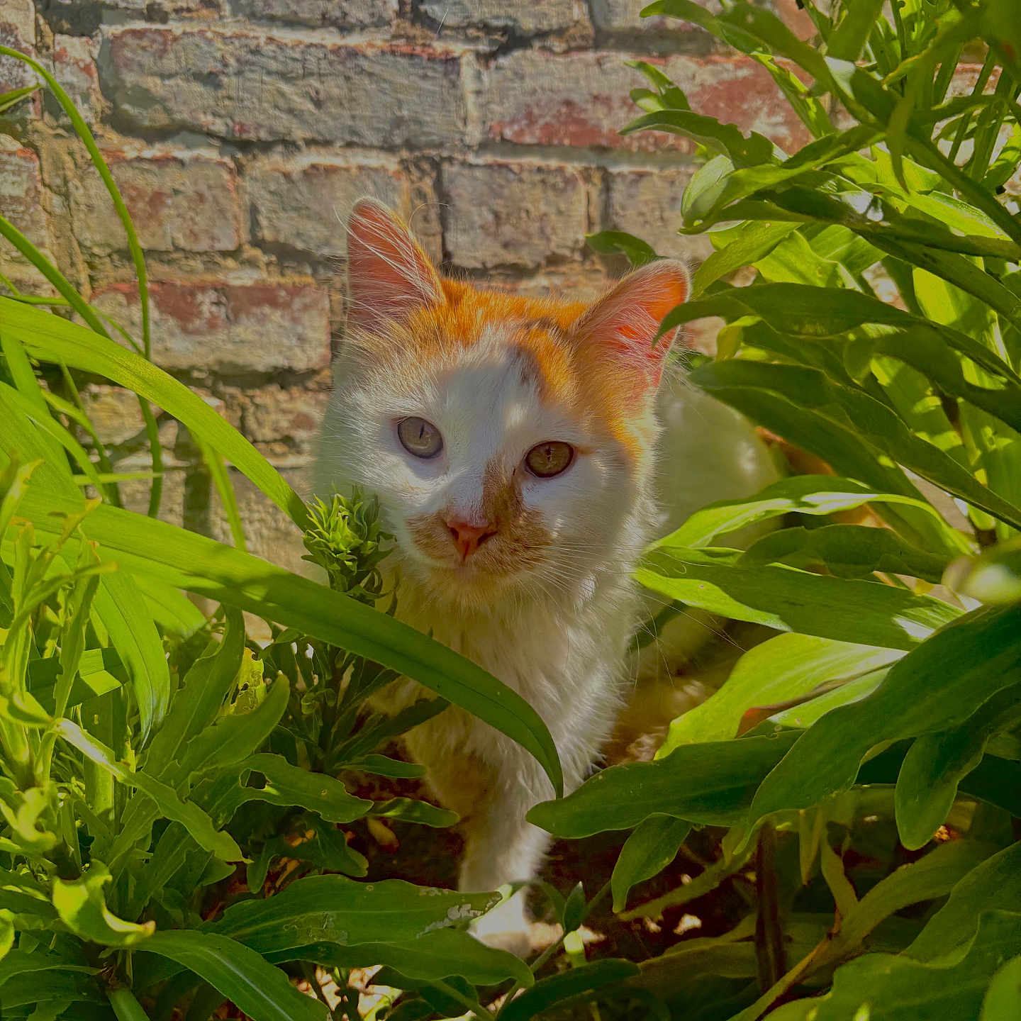 Yùko a rejoint le concours — aidez-le/la à gagner de superbes lots ! abyssinian, angora, animal, architecture, brick, building, cat, flower, herbal, herbs, kitten, leaf, manx, pet, plant, siamese, slate, summer, vegetation, wall