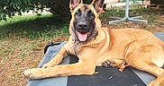 Blue a rejoint le concours — aidez-le/la à gagner de superbes lots ! dog, belgian_malinois, pet, animal, portrait, outdoor, backyard, grass, garden, tree, lying_down, sitting, happy, smiling, tongue_out, ears, collar, paws, tan_fur, black_mask