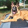dog, belgian_malinois, pet, animal, portrait, outdoor, backyard, grass, garden, tree, lying_down, sitting, happy, smiling, tongue_out, ears, collar, paws, tan_fur, black_mask