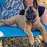 Blue a rejoint le concours — aidez-le/la à gagner de superbes lots ! dog, puppy, shepherd, german_shepherd, outdoor, camping, chair, blue_chair, sitting, lying_down, portrait, pet, animal, collar, pink_collar, black_mask, pointed_ears, grass, nature, person