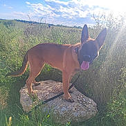 Blue a rejoint le concours — aidez-le/la à gagner de superbes lots ! dog, belgian_malinois, standing, outdoors, field, grass, weeds, nature, countryside, stone, rock, sunlight, blue_sky, clouds, landscape, collar, leash, tongue, pointed_ears, animal_portrait