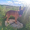 dog, belgian_malinois, standing, outdoors, field, grass, weeds, nature, countryside, stone, rock, sunlight, blue_sky, clouds, landscape, collar, leash, tongue, pointed_ears, animal_portrait