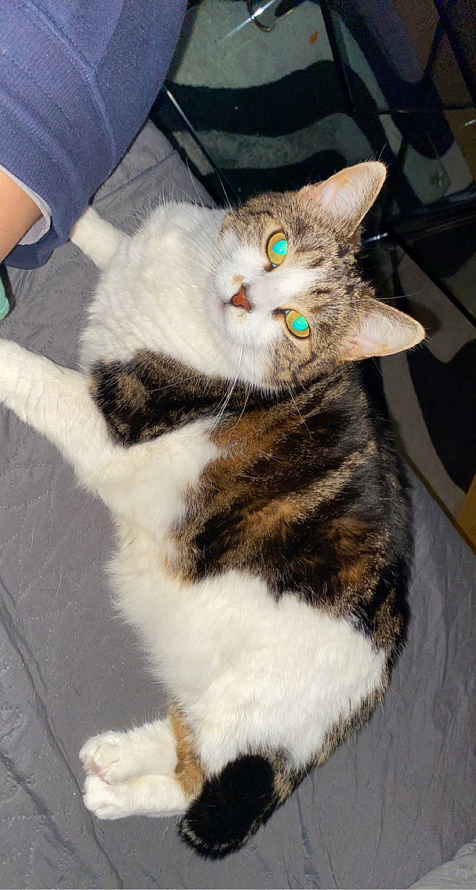 Maïa participe au concours pour gagner de l'argent avec cette photo : box, carnivore, cat, claw, comfort, domestic_short_haired_cat, eye, fawn, felidae, fur, lap, paw, small_to_medium_sized_cats, snout, tail, whiskers