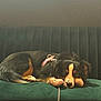 dog, pet, couch, leash, toy, resting, sleepy, indoor, fur, black_and_brown, animal, canine, domestic_animal, relaxing, furniture, companion, cute, lying_down, household, cozy