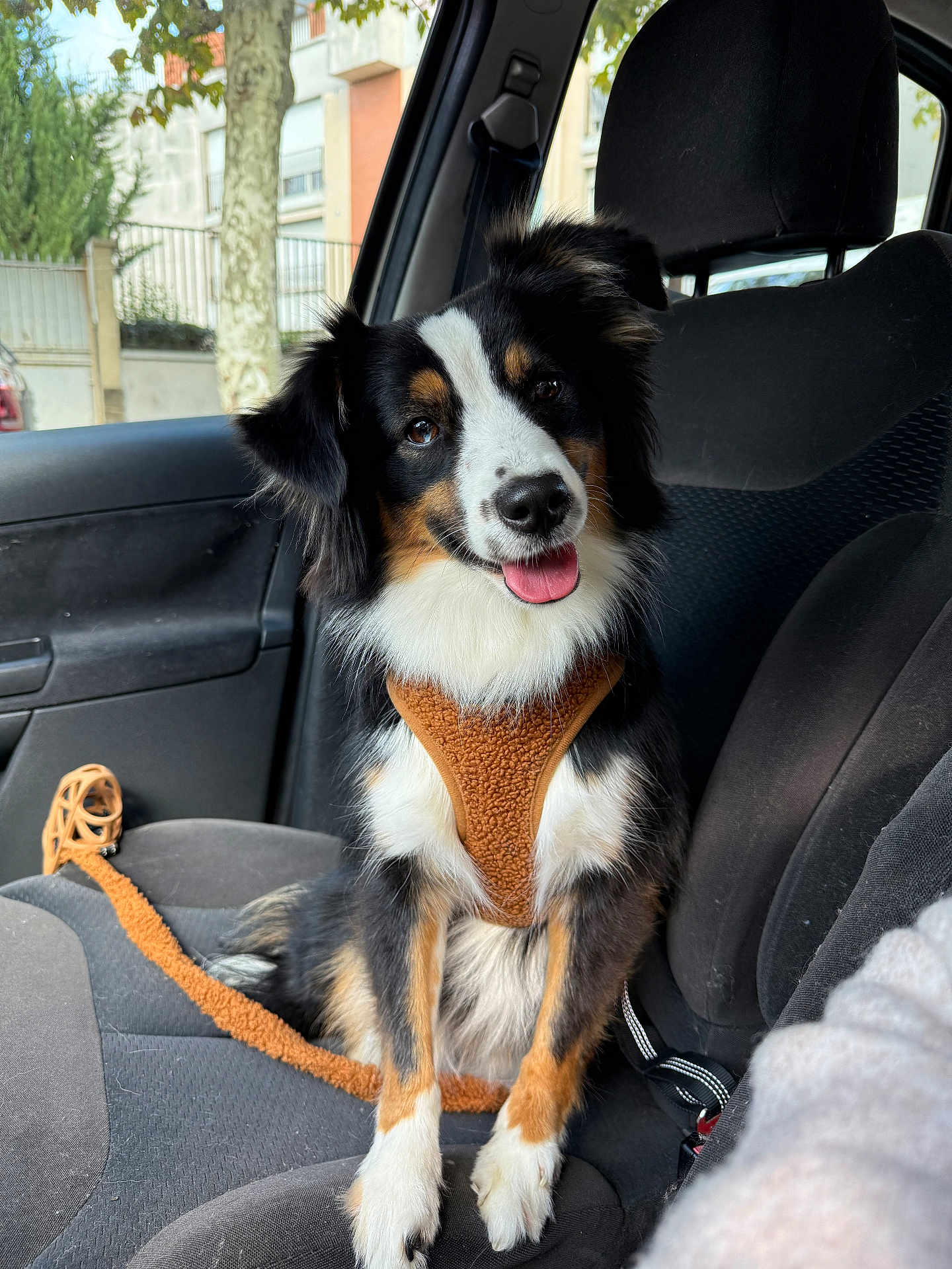 Amber participe au concours pour gagner de l'argent avec cette photo : dog, car, seat, harness, window, tongue_out, happy, pet, fur, black, white, brown, indoor, animal, leash, vehicle, companion, cute, portrait, sitting
