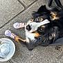 Amber participe au concours pour gagner de l'argent avec cette photo : dog, puppy, shoes, water_bowl, pavement, outdoor, pet, animal, black_fur, white_fur, brown_fur, looking_up, sitting, fur, ears, chair_leg, closeup, cute, pet_accessory, canine