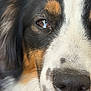 Amber a rejoint le concours — aidez-le/la à gagner de superbes lots ! dog, close_up, face, eye, nose, fur, black, white, brown, animal, pet, portrait, canine, whiskers, macro, texture, snout, expression, detail, tricolor