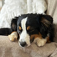 Amber a rejoint le concours — aidez-le/la à gagner de superbes lots ! dog, sleeping, paw, blanket, cozy, fur, nose, relaxation, resting, indoors, closeup, cute, pet, comfort, animal, tricolor, furry, canine, soft, couch