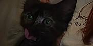 éclipse participe au concours pour gagner de l'argent avec cette photo : animal, black_cat, blurry, cat, close_up, cute, dark, dim_light, ears, feline, indoor, kitten, person, pet, playful, shirt, text_on_shirt, tongue_out, whiskers, wide_eyes