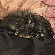 éclipse participe au concours pour gagner de l'argent avec cette photo : animal, bed, black, blanket, brown, comfort, cozy, cute, dog, domestic_animal, fur, fur_pattern, harness, indoor, nap, pet, relaxation, resting, sleeping, soft_texture