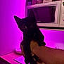 éclipse a rejoint le concours — aidez-le/la à gagner de superbes lots ! animal, background_blur, black_cat, cute, domestic, feline, furniture, hand, holding, human_arm, indoor, kitchen, kitten, looking_at_camera, low_light, microwave, pet, purple_light, shadow, young_cat