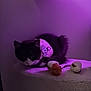 Suzy participe au concours pour gagner de l'argent avec cette photo : cat, black_and_white, harness, cat_tree, toy, purple_light, indoor, pet, feline, cozy, animal, resting, soft_texture, cute, playful, domestic, fur, whiskers, small_animal, relaxed
