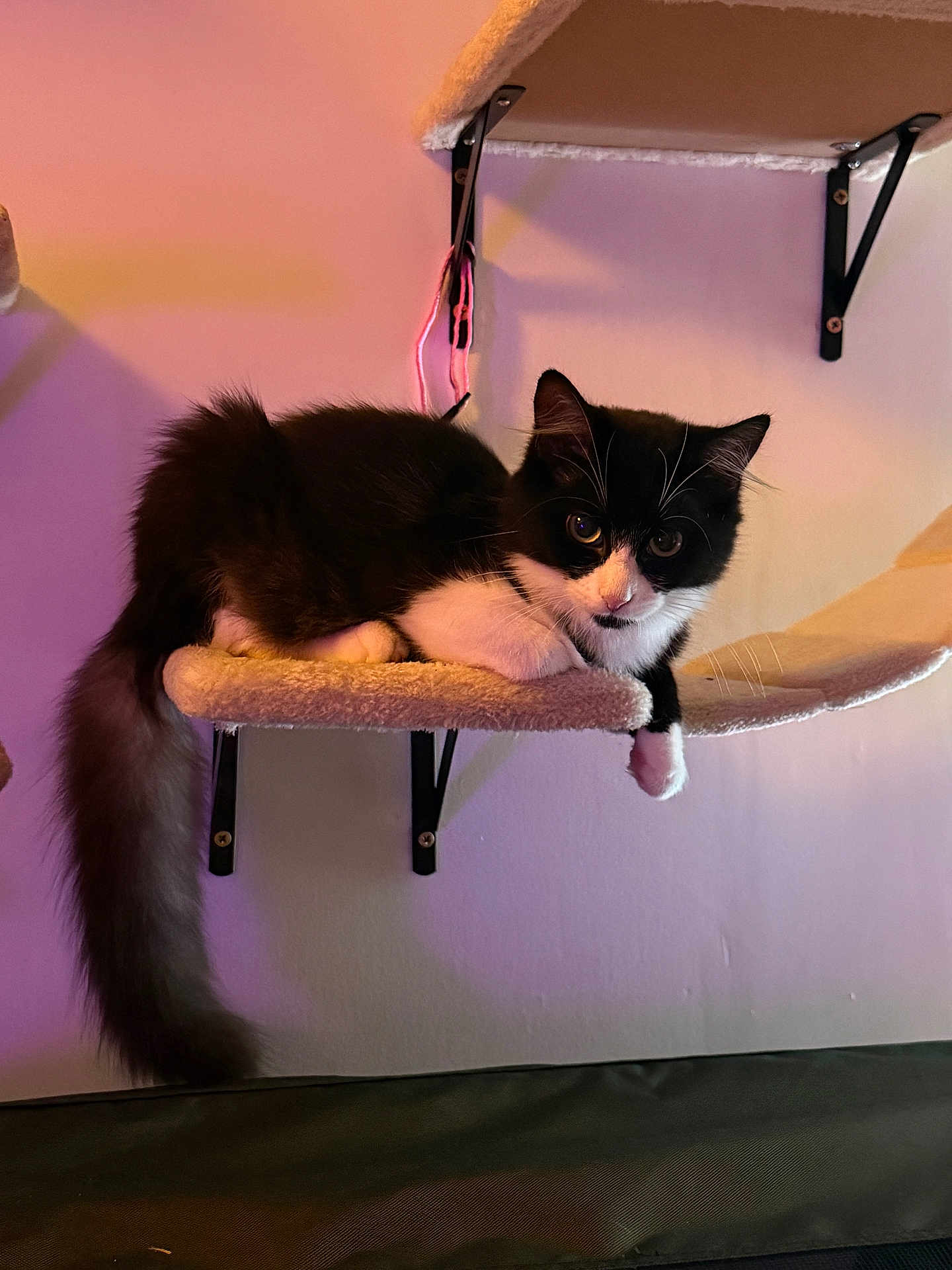 Suzy participe au concours pour gagner de l'argent avec cette photo : cat, black_and_white, feline, pet, indoor, cat_tree, shelf, fur, tail, whiskers, ears, eyes, wall, cozy, relaxed, animal, cute, domestic, mammal, home