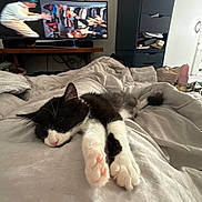 Suzy a rejoint le concours — aidez-le/la à gagner de superbes lots ! cat, sleeping, bed, blanket, indoor, furniture, television, drawer, relaxation, cozy, paw, black_and_white, fur, home, rest, living_space, domestic, cute, animal, nap