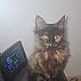 Luna a rejoint le concours — aidez-le/la à gagner de superbes lots ! kitten, cat, tortoiseshell, fluffy, vintage_radio, digital_display, weather_station, indoor, pet, curious, feline, small_animal, furry, sitting, home, appliance, electronic, cord, floor, wall