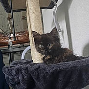 Luna participe au concours pour gagner de l'argent avec cette photo : kitten, cat, cat_tree, pet, furniture, indoor, cozy, curious, fur, animal, whiskers, ears, eyes, toy, scratching_post, home, relaxing, sitting, domestic, cute