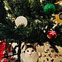 animal, cat, celebration, christmas_tree, curious, decorations, festive, gold, green, greenery, holiday, holiday_cheer, indoor, ornaments, pet, presents, red, white, white_cat, wrapped_gifts