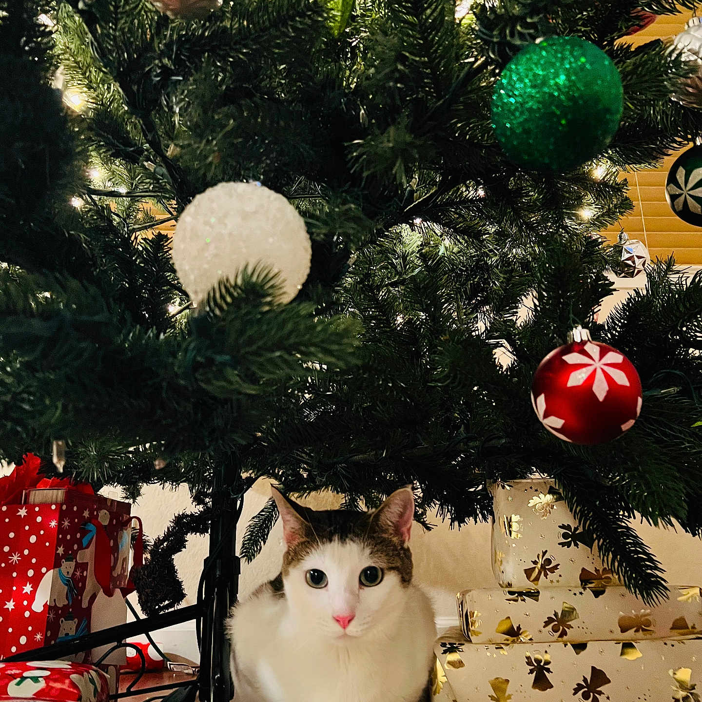 Louie is registered to the contest to win money with this photo: animal, cat, celebration, christmas_tree, curious, decorations, festive, gold, green, greenery, holiday, holiday_cheer, indoor, ornaments, pet, presents, red, white, white_cat, wrapped_gifts