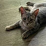 Mimi is registered to the contest to win money with this photo: animal, cat, closeup, curious, cute, domestic_cat, ears, feline, floor, gray_cat, indoor, laying_down, looking_at_camera, paws, pet, resting, tabby, whiskers, wood_floor, young_cat