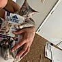 animal, cat, cat_treats, clutter, curious_cat, door, feline, furniture, hand, holding, home, indoor, package, paper, paw, person, pet, sniffing, table, tattoo