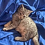 animal, blue_blanket, cat, cozy, cute, domestic_animal, feline, fur, gray_cat, indoor, kitten, laying, pet, relaxed, resting, sleepy, small, soft, whiskers, young