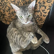 Mimi joined the competition — help win amazing prizes! animal, blanket, cat, collar, couch, curious, domestic_animal, ears, feline, fur, indoor, leopard_print, looking_at_camera, paw, pet, relaxed, sitting, tabby_cat, tail, whiskers