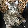 animal, blanket, cat, collar, couch, curious, domestic_animal, ears, feline, fur, indoor, leopard_print, looking_at_camera, paw, pet, relaxed, sitting, tabby_cat, tail, whiskers