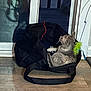 bag, black, cat, curious, domestic, door, feather, feline, floor, gray, home, indoor, pet, playful, reflection, relaxed, shadow, side_view, toy, wood_floor