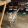 alert, cat, cozy, curious, domestic_animal, floor, footwear, furniture, gray_tabby, indoor, living_room, pet, playful, remote_control, shoes, table_leg, tail_up, toy, wooden_floor, young_cat