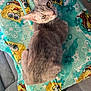 animal, blanket, cat, colorful, cozy, curious, cute, domestic_cat, feline, floor, fur, gray_cat, home, indoor, looking_up, pet, relaxed, resting, soft_texture, spongebob