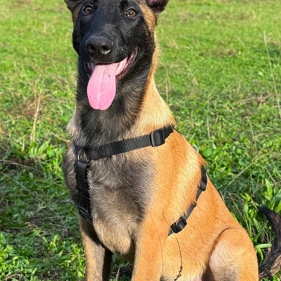 Vasko a rejoint le concours — aidez-le/la à gagner de superbes lots ! accessories, animal, bodypart, bulldog, canine, dog, field, germanshepherd, grass, grassland, mouth, nature, outdoors, person, pet, plant, policedog, puppy, strap, tongue