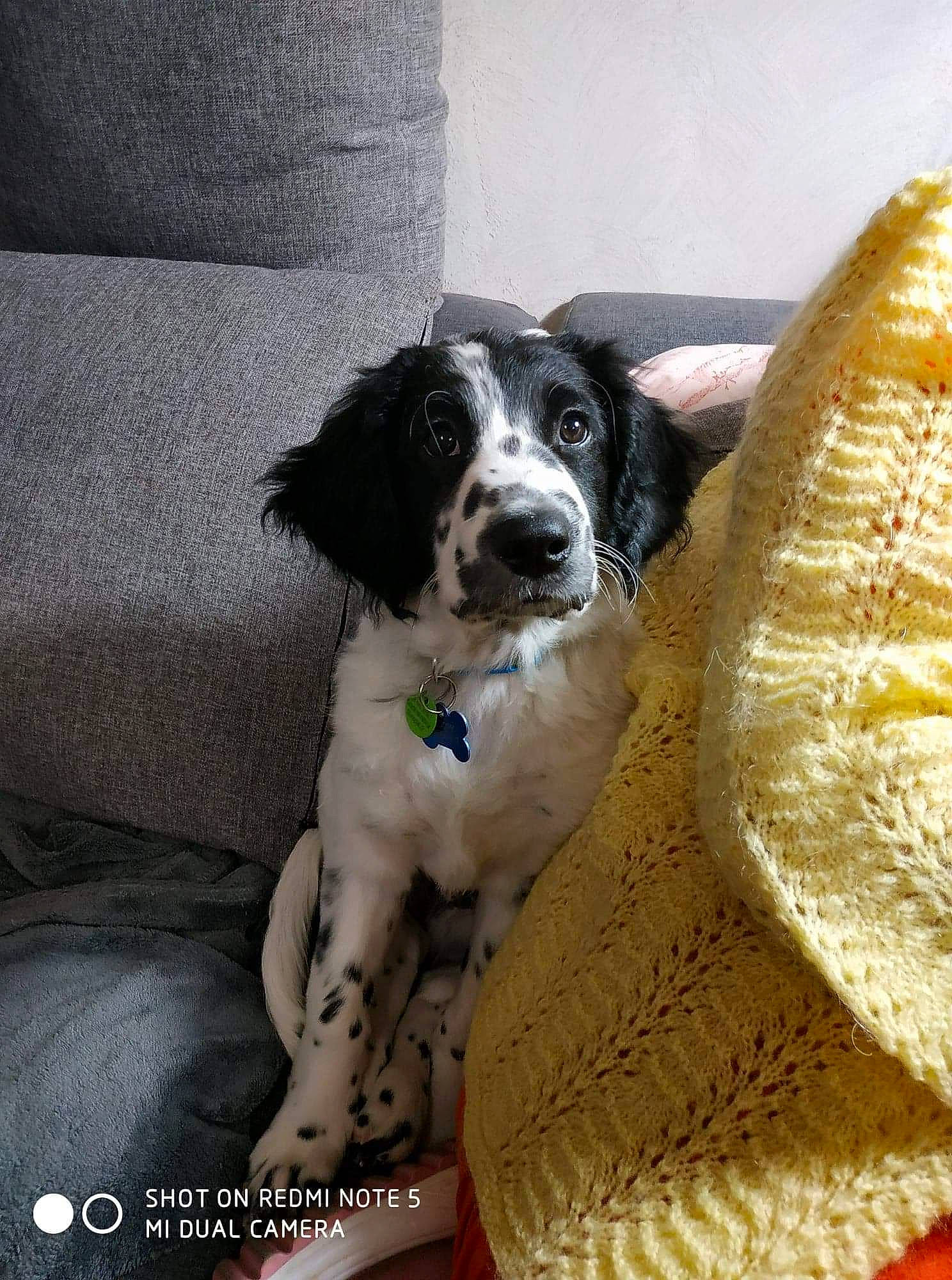 Snoopy a rejoint le concours — aidez-le/la à gagner de superbes lots ! braque_dauvergne, canidae, carnivore, cocker_spaniel, companion_dog, dog, dog_breed, drentse_patrijshond, english_cocker_spaniel, english_setter, english_springer_spaniel, french_spaniel, mammal, rare_breed_dog, russian_spaniel, small_munsterlander, spaniel, sporting_group, stabyhoun, vertebrate