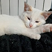 Nallya a rejoint le concours — aidez-le/la à gagner de superbes lots ! animal, black_blanket, cat, closeup, cozy, cute, domestic_cat, feline, fur, indoor, kitten, paw, pet, radiator, relaxed, resting, sleepy, stretching, whiskers, white_cat