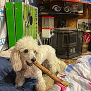 Lunabelle is registered to the contest to win money with this photo: dog, white_dog, indoor, stick, blanket, shoe, nike, television, fan, gumball_machine, rug, sports_memorabilia, seattle_seahawks, wood_stove, wooden_wall, carpet, toy, pet, canine, cozy