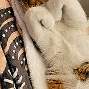 Sawyer joined the competition — help win amazing prizes! animal, blanket, cat, closeup, comfort, cozy, cute, ears, face, fur, indoor, patterned_blanket, pet, relaxed, resting, sleepy, soft, tabby, whiskers, white_paws