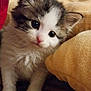 kitten, cat, pet, furry, cute, indoor, blanket, cushion, young, animal, whiskers, small, fur, closeup, soft, playful, domestic, curious, adorable, cozy