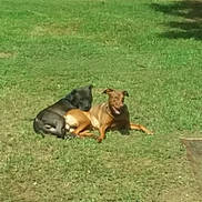 Gilbert Crazy Girl joined the competition — help win amazing prizes! animal, black_dog, brown_dog, canine, companions, daytime, dog, dogs, friendship, grass, mammal, nature, outdoor, pet, playful, relaxing, resting, summer, sunny, two_animals