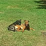 animal, black_dog, brown_dog, canine, companions, daytime, dog, dogs, friendship, grass, mammal, nature, outdoor, pet, playful, relaxing, resting, summer, sunny, two_animals