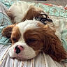 Bimo a rejoint le concours — aidez-le/la à gagner de superbes lots ! animal, bed, blanket, brown_and_white, canine, cavalier_king_charles_spaniel, cozy, crate, cute, dog, ears, floor, fur, home, indoors, nose, pet, puppy, resting, sleeping