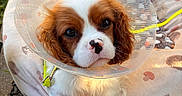 Bimo a rejoint le concours — aidez-le/la à gagner de superbes lots ! adorable, animal, bed, brown_and_white, cavalier_king_charles_spaniel, close_up, collar, cone, cute, dog, fluffy, ground, leash, outdoor, paws, pet, protective_cone, puppy, resting, young_dog
