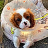puppy, dog, cavalier_king_charles_spaniel, cone, pet, animal, bed, outdoor, cute, fluffy, brown_and_white, collar, leash, paws, resting, ground, close_up, adorable, young_dog, protective_cone