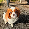 Bimo a rejoint le concours — aidez-le/la à gagner de superbes lots ! dog, puppy, cavalier_king_charles_spaniel, outdoor, sunlight, gravel, curious, pet, animal, brown_and_white, fluffy, garden, shadow, cute, small_dog, ears, nose, eyes, fur, looking_up