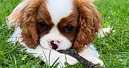 Bimo a rejoint le concours — aidez-le/la à gagner de superbes lots ! puppy, dog, cavalier_king_charles_spaniel, grass, stick, outdoor, animal, pet, cute, brown_and_white, fur, ears, nose, lying_down, nature, playful, young, adorable, closeup, greenery