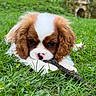 puppy, dog, cavalier_king_charles_spaniel, grass, stick, outdoor, animal, pet, cute, brown_and_white, fur, ears, nose, lying_down, nature, playful, young, adorable, closeup, greenery