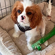 Bimo a rejoint le concours — aidez-le/la à gagner de superbes lots ! animal, bed, cavalier_king_charles_spaniel, cozy, cute, dog, domestic, ears, fur, green_toy, indoor, looking_up, nose, pet, playful, puppy, soft, tail, toy, whiskers