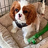 animal, bed, cavalier_king_charles_spaniel, cozy, cute, dog, domestic, ears, fur, green_toy, indoor, looking_up, nose, pet, playful, puppy, soft, tail, toy, whiskers