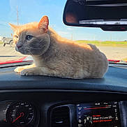 Alvin is registered to the contest to win money with this photo: cat, orange_cat, dashboard, car_interior, speedometer, rearview_mirror, music_player, van_halen, window, sunlight, road, sky, animal, pet, whiskers, fur, relaxed, vehicle, technology, daytime