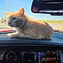 cat, orange_cat, dashboard, car_interior, speedometer, rearview_mirror, music_player, van_halen, window, sunlight, road, sky, animal, pet, whiskers, fur, relaxed, vehicle, technology, daytime