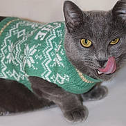 David is registered to the contest to win money with this photo: cat, gray_cat, yellow_eyes, sweater, green_sweater, knitwear, pet, animal, cute, tongue_out, licking, close_up, feline, indoor, soft_fur, portrait, whiskers, expression, winter_wear, cozy